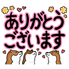 [LINEスタンプ] デカ文字！敬語•丁寧語と柴犬たち