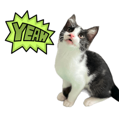 [LINEスタンプ] 子猫(おと)のスタンプ