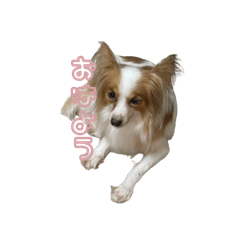 [LINEスタンプ] 激カワ パピヨン イブちゃん