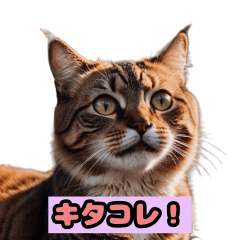 [LINEスタンプ] 「ねこキュートスタンプ」