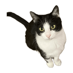 [LINEスタンプ] 組み合わせて使えるシンプル猫ちゃん
