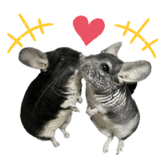 [LINEスタンプ] かわいいチンチラさん2