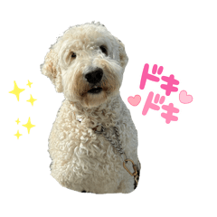 [LINEスタンプ] DUKE The Goldendoodle ②