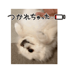 [LINEスタンプ] ポメラニアンのパールの動画スタンプ