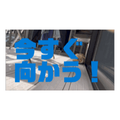 [LINEスタンプ] 動画猫の画像（メイン）