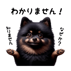 [LINEスタンプ] 日常で使えるポメラニアンのスタンプpt1