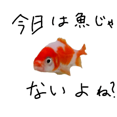 [LINEスタンプ] 小5の金魚