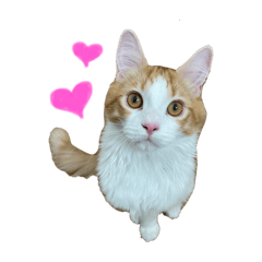 [LINEスタンプ] メインクーンのミケロくんスタンプ
