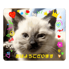 [LINEスタンプ] 動くにゃん♡1