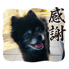 [LINEスタンプ] 黒ポメのベルPart4