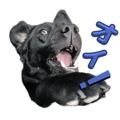 [LINEスタンプ] 黒犬と愉快な仲間達