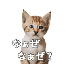 [LINEスタンプ] 【使える】かわいいリアル猫スタンプ