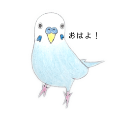 [LINEスタンプ] インコのぴぴろり