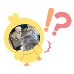 [LINEスタンプ] ソマリゴールデン