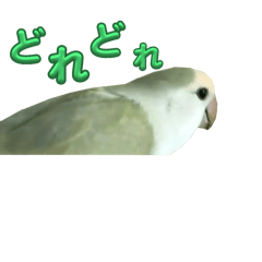 [LINEスタンプ] インコのアオちゃん＆チャーちゃん