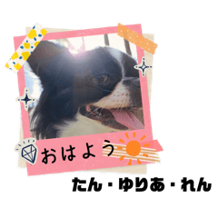 [LINEスタンプ] れん・ゆりあ・たんstamp