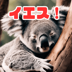 [LINEスタンプ] 眠そうなシリーズ コアラ