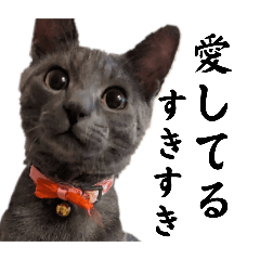 [LINEスタンプ] 重すぎる猫スタンプ（愛編）