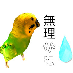 [LINEスタンプ] セキセイインコのピピクリム家族会話