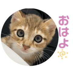 [LINEスタンプ] らんちゃんスタンプ/の画像（メイン）
