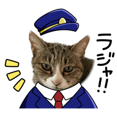 [LINEスタンプ] 飼い猫きゅーちゃんスタンプ