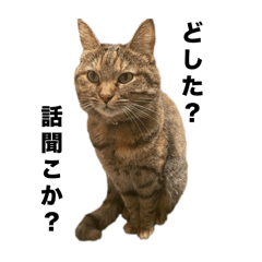 [LINEスタンプ] たぬきみたいな猫②の画像（メイン）
