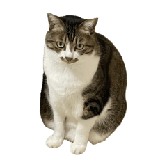[LINEスタンプ] きじしろ猫のごまちゃん4（無言）