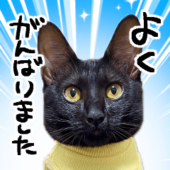 [LINEスタンプ] 秀さんちのゆるねこ日記 実写版