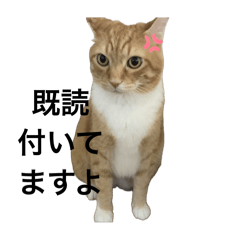 [LINEスタンプ] 返事してほしいときの猫