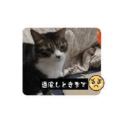 [LINEスタンプ] 猫の名前はやまとですの画像（メイン）