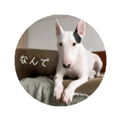 [LINEスタンプ] ミニチュア・ブルテリア Diegoのスタンプ