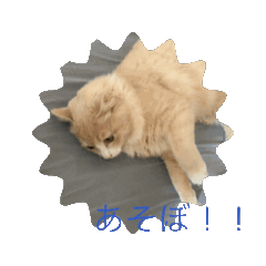 [LINEスタンプ] 変なきなこ