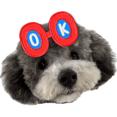 [LINEスタンプ] シュシュ(chou chou)のスタンプ