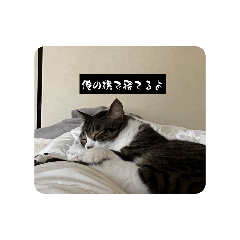 [LINEスタンプ] かわいいキジ白猫