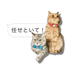 [LINEスタンプ] おれんじねこと、ぐれーねこ《ふきだし》