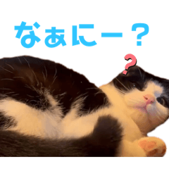 [LINEスタンプ] 子猫わらびの日常すたんぷ