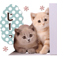 [LINEスタンプ] 動く♡可愛い♡子猫いっぱいスタンプの画像（メイン）