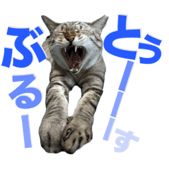 [LINEスタンプ] シャムトラミックスと日常会話4 -KAI-海の画像（メイン）
