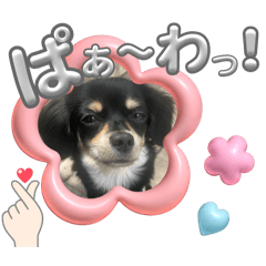 [LINEスタンプ] ちわっくすのディディすたんぷ