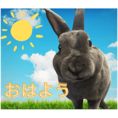 [LINEスタンプ] うさぎのぽぽちゃんの日常の画像（メイン）