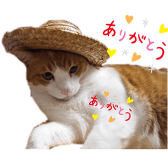 [LINEスタンプ] 猫好き我が家のニャンズたち