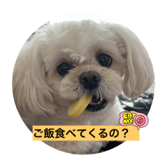 [LINEスタンプ] ココちゃん（ペキプー）の画像（メイン）