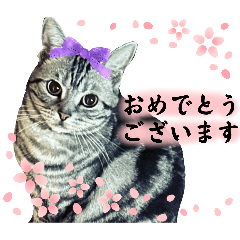 [LINEスタンプ] アメショのアカリちゃんスタンプ2