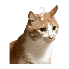 [LINEスタンプ] とある家庭の猫ミーム