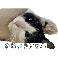 [LINEスタンプ] ハチワレ猫の日常で使えるスタンプだにゃん