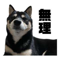 [LINEスタンプ] 黒豆柴てんてん
