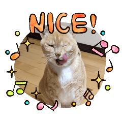 [LINEスタンプ] ちぃ猫.の日常Vol.4
