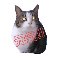 [LINEスタンプ] ハチワレ 良いちゃん