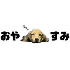 [LINEスタンプ] カニンヘンダックスちぇちぇまるの日常