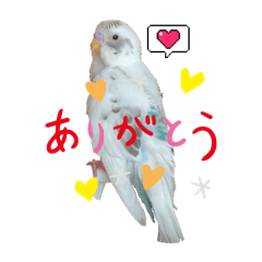 [LINEスタンプ] セキセイインコあおちゃんしろちゃんの生活